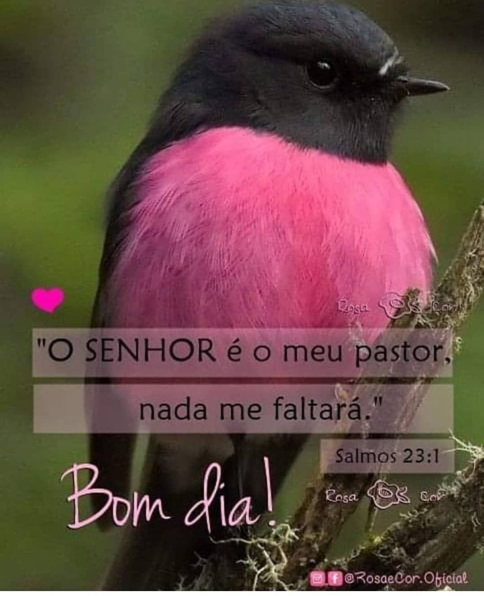 Пинк Робин птица