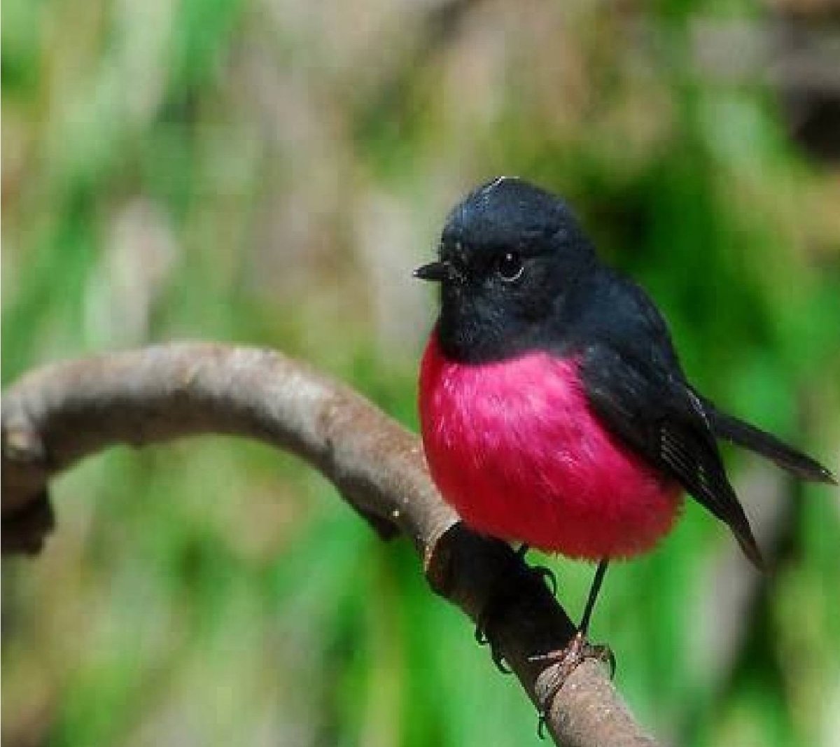 Маорийская петроика