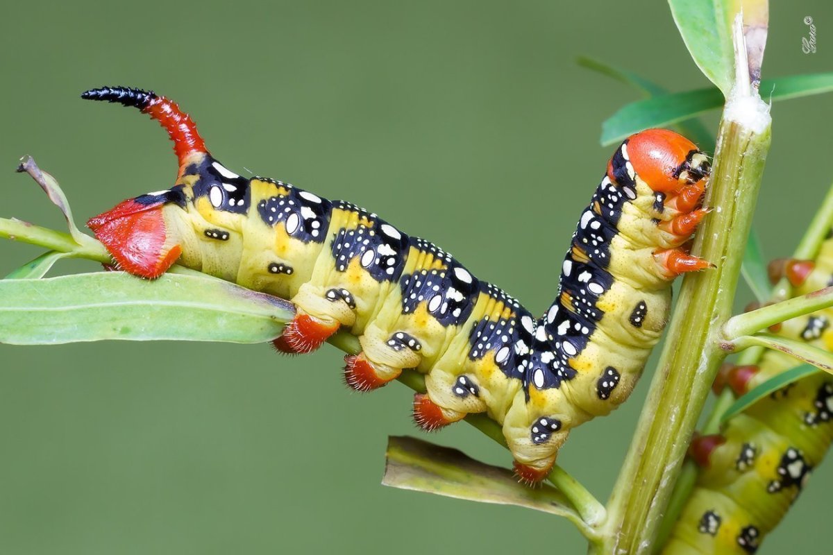 Papilio Troilus гусеница