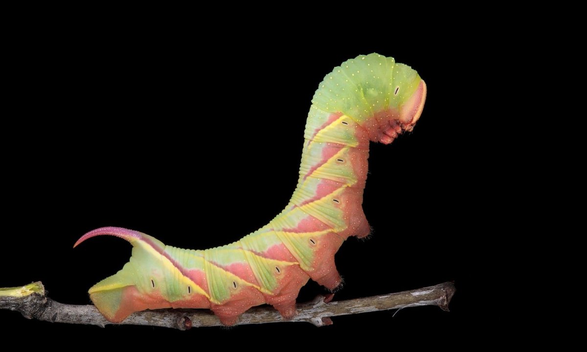 Самые красивые гусеницы