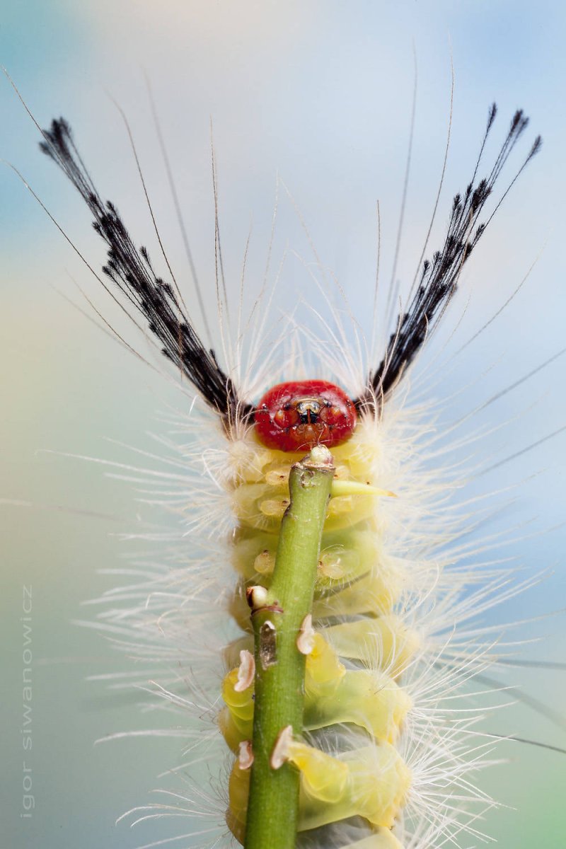 Красивые гусеницы