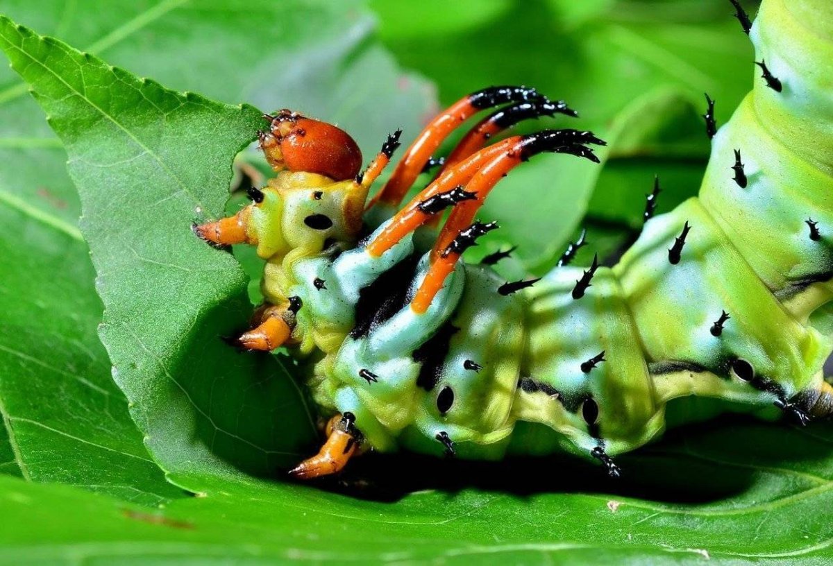 Парусник Коцебу гусеница