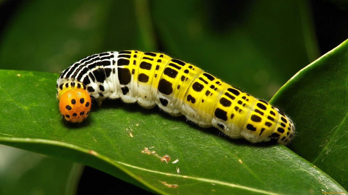 Гусеницы с красными лапками