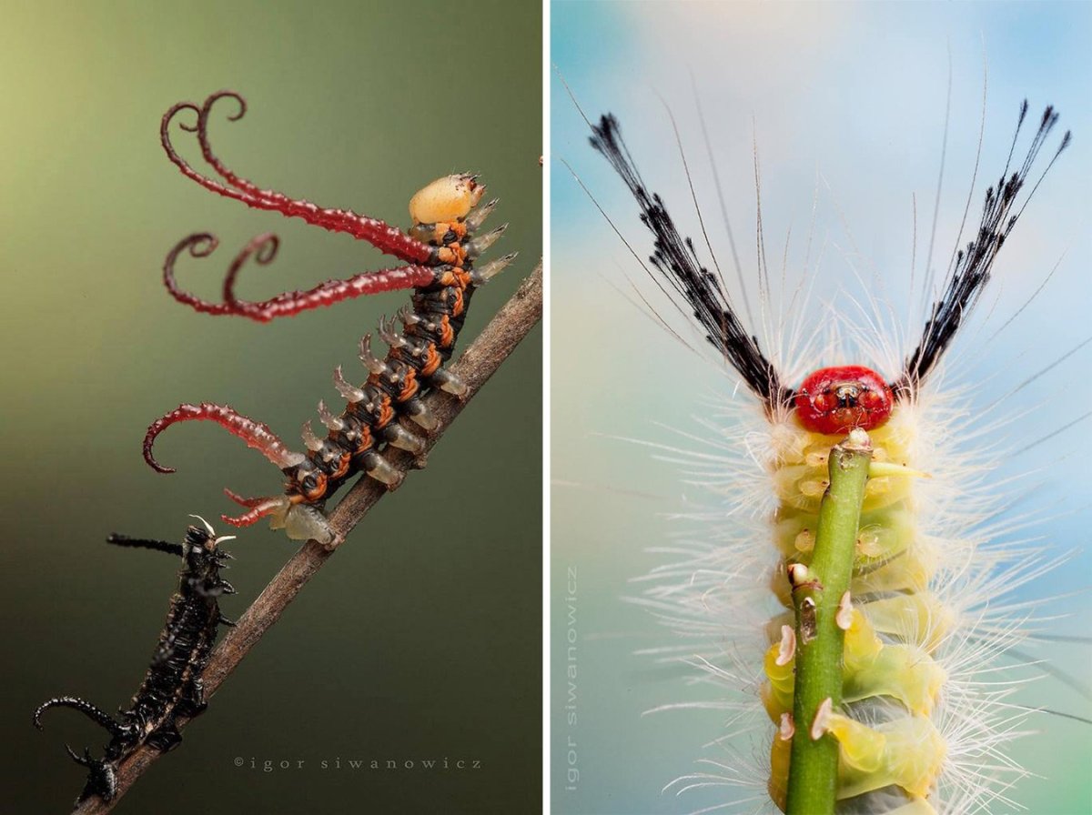 Самые красивые гусеницы