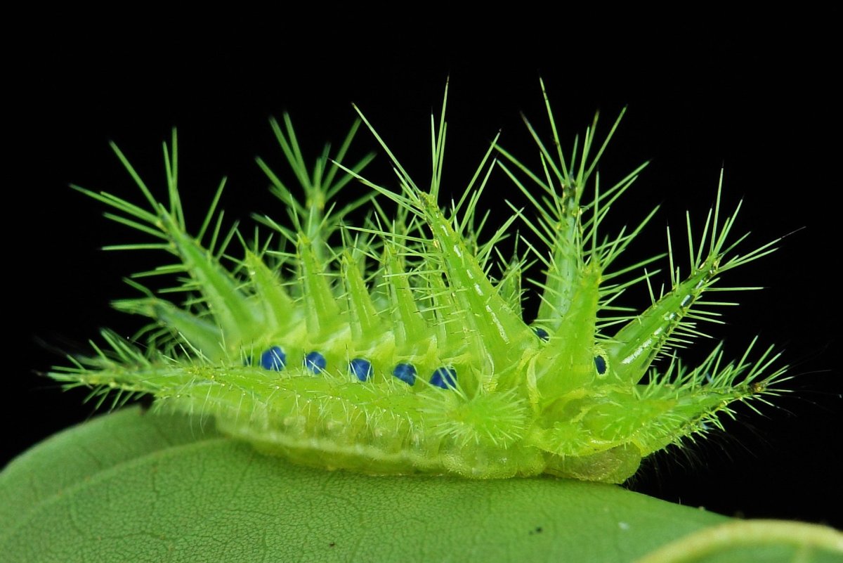 Limacodidae Slug Caterpillar