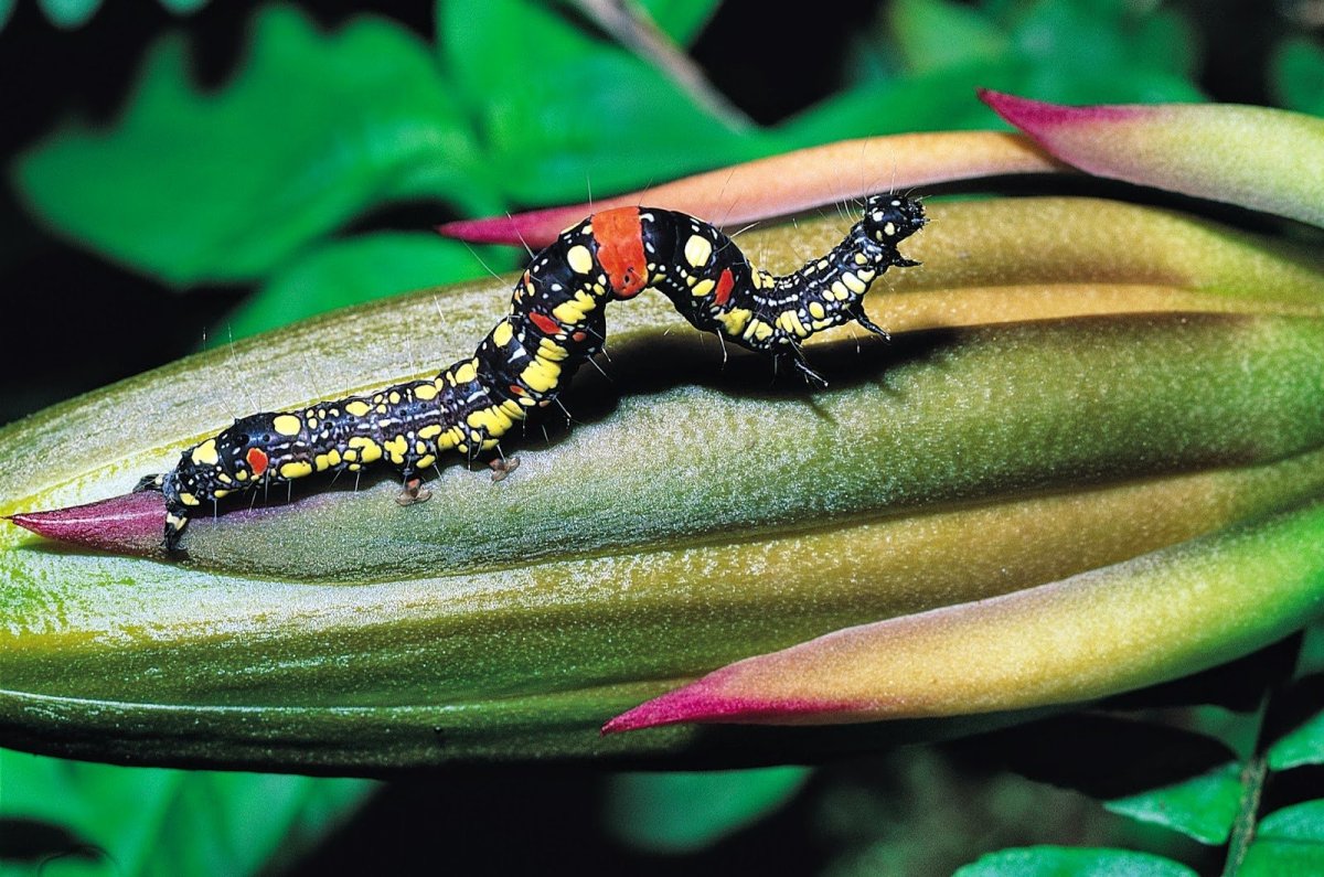 Тропические гусеницы