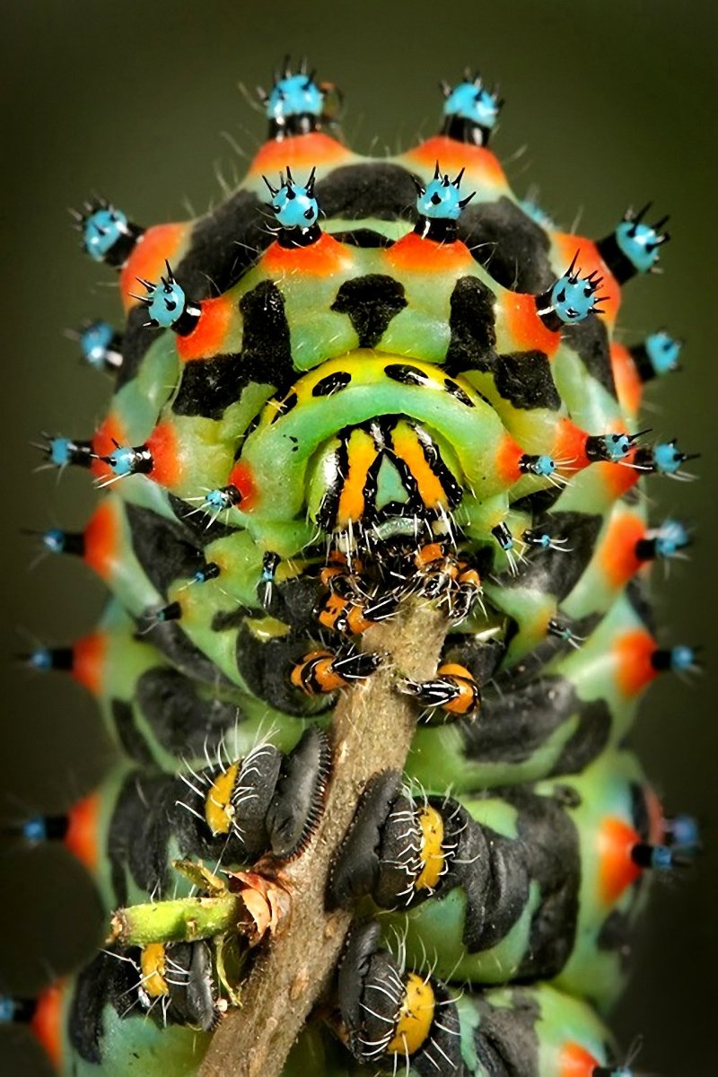 Павлиноглазка Геркулес гусеница