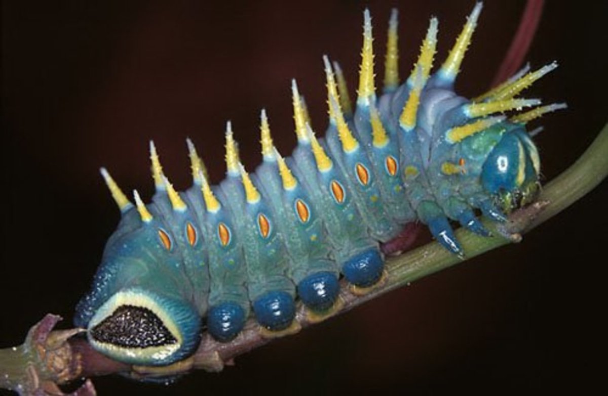 Гусеница моли павлиноглазки Saturniidae