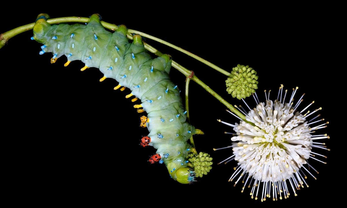 Американская гусеница