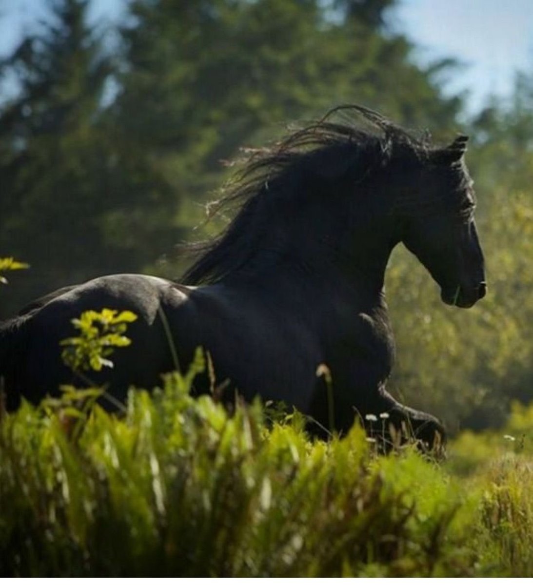 Лошади на природе