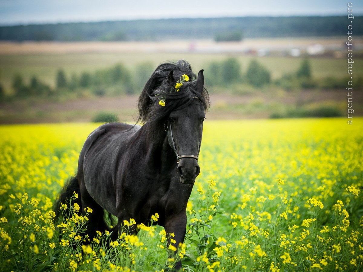 Фриз лошадь