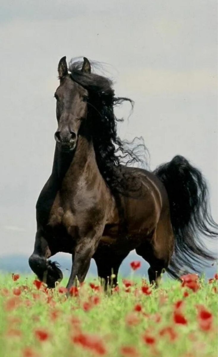 Вороной Мустанг иноходец