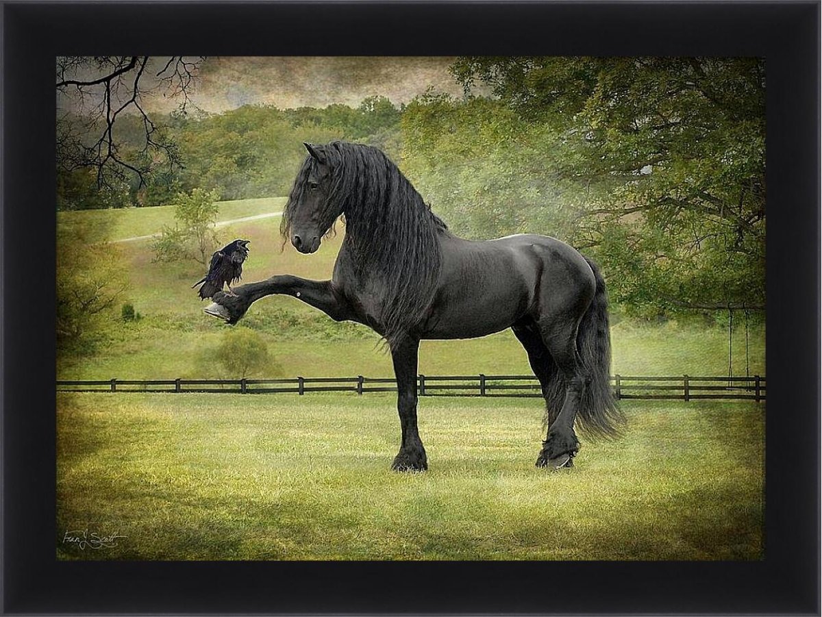 Буцефал порода лошадей