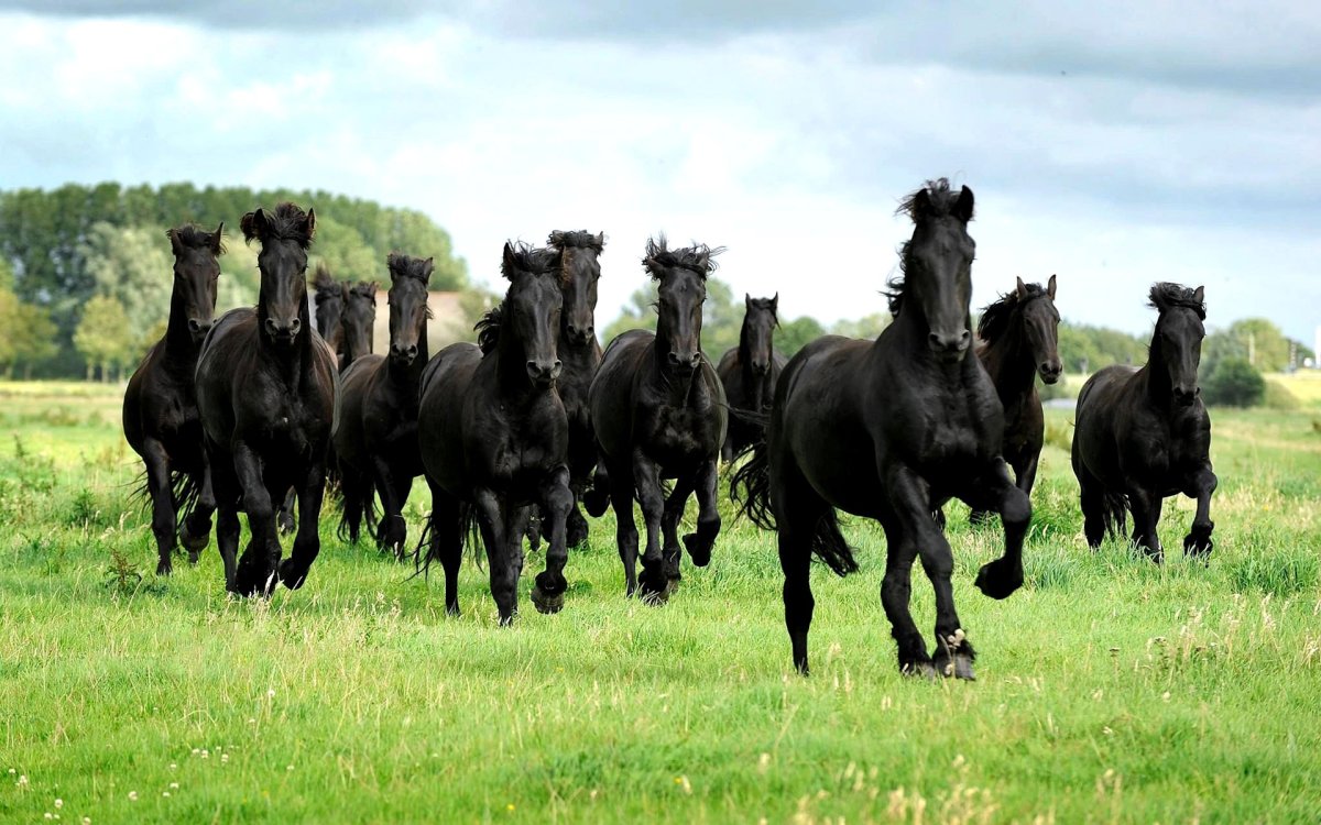 Много коней