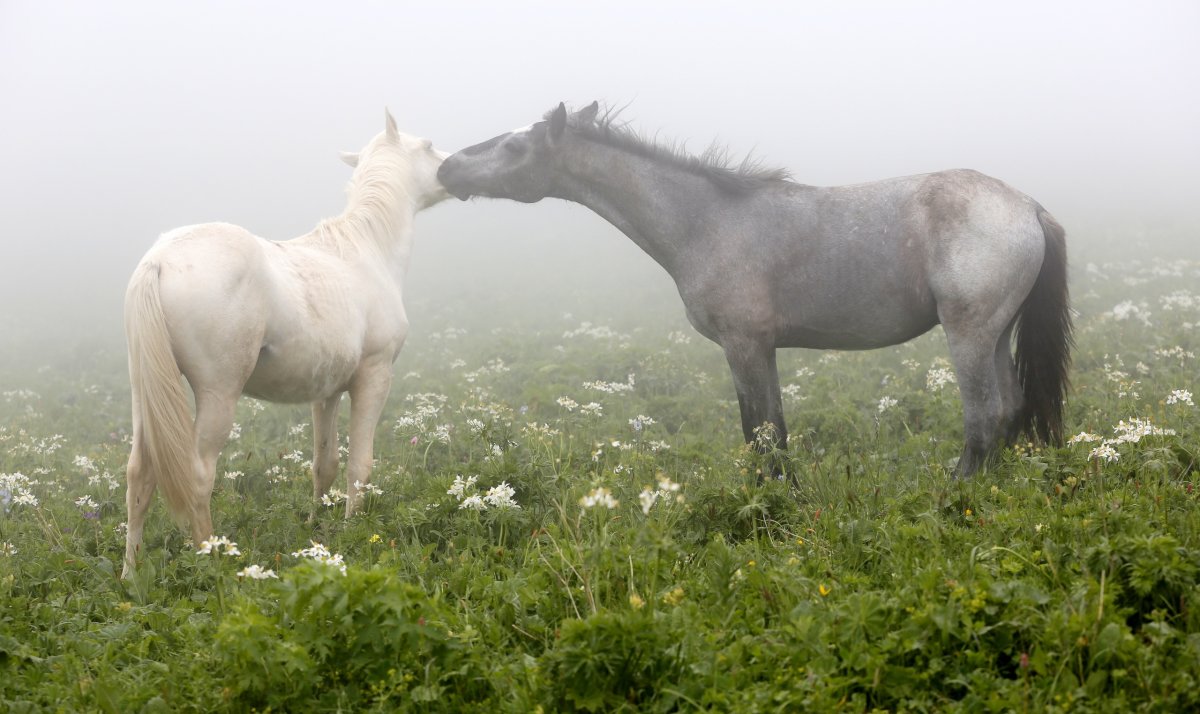 Бледная лошадь