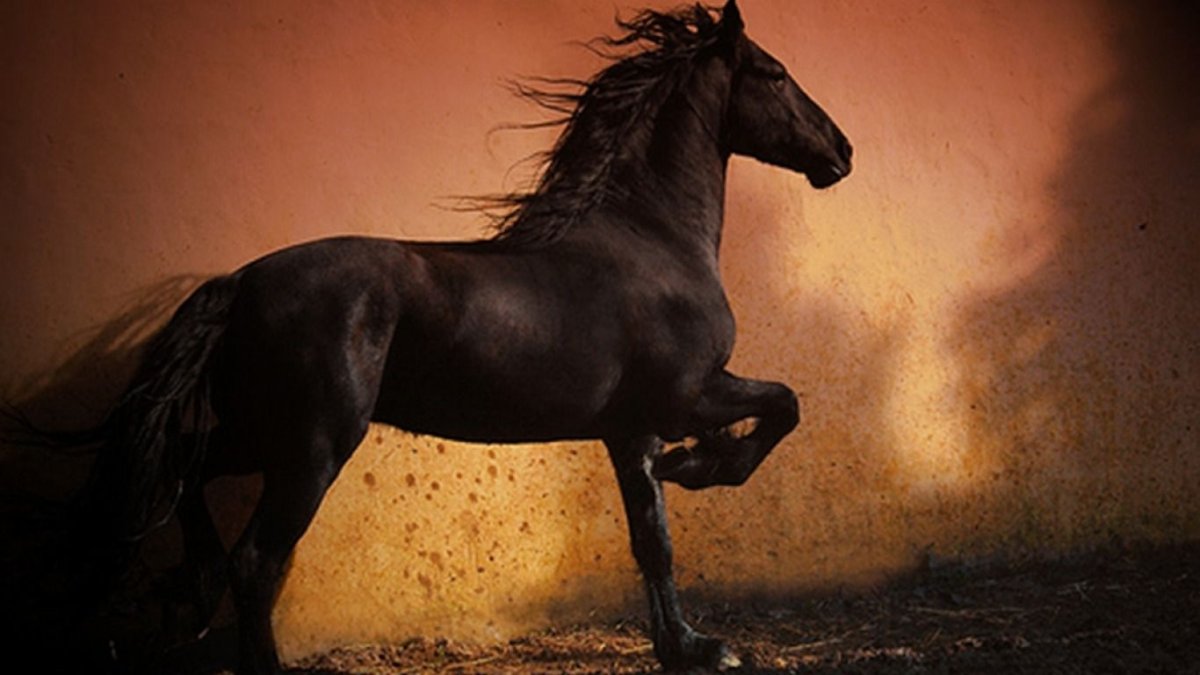 Черный конь в пустыне