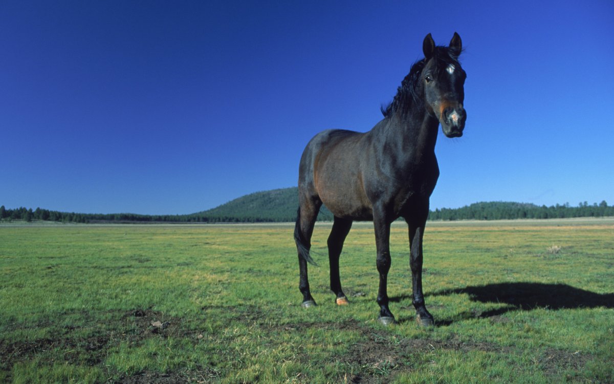 Черная лошадь на лугу