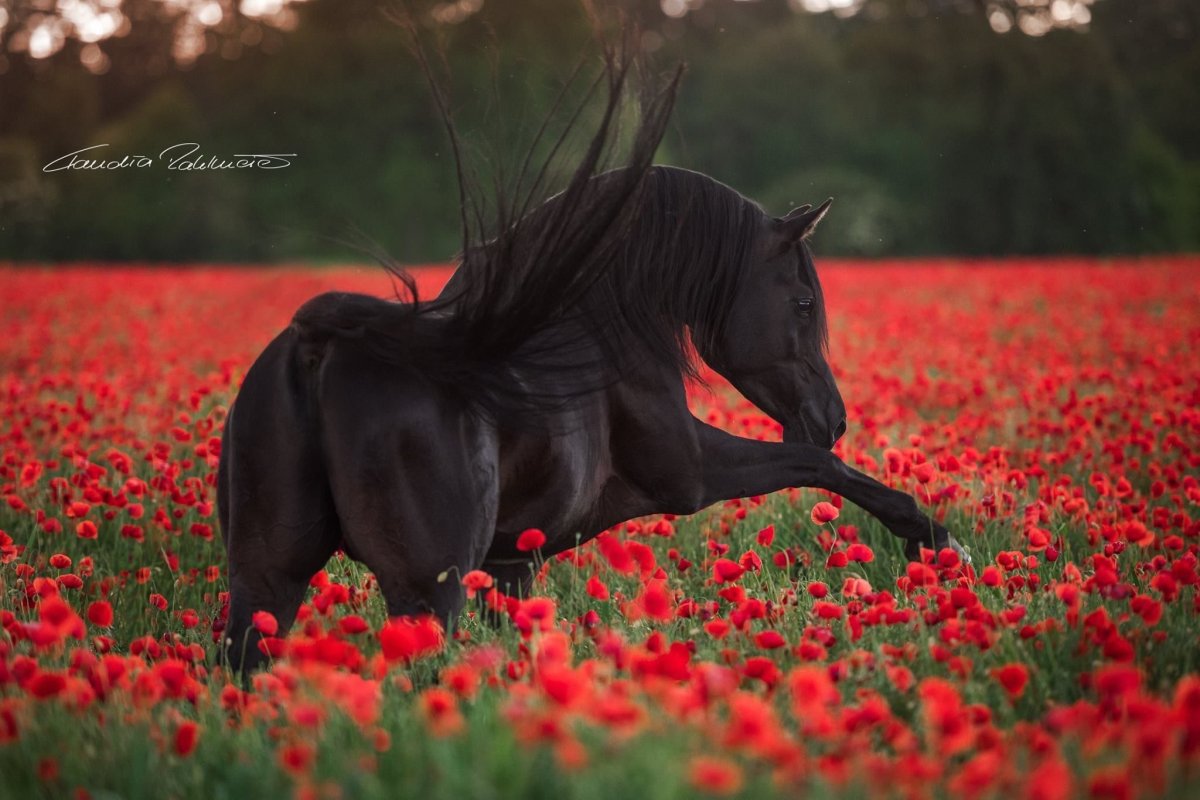 Лошадь в маках