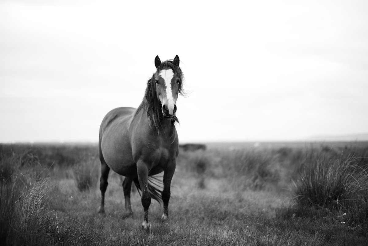 Конь черно белый