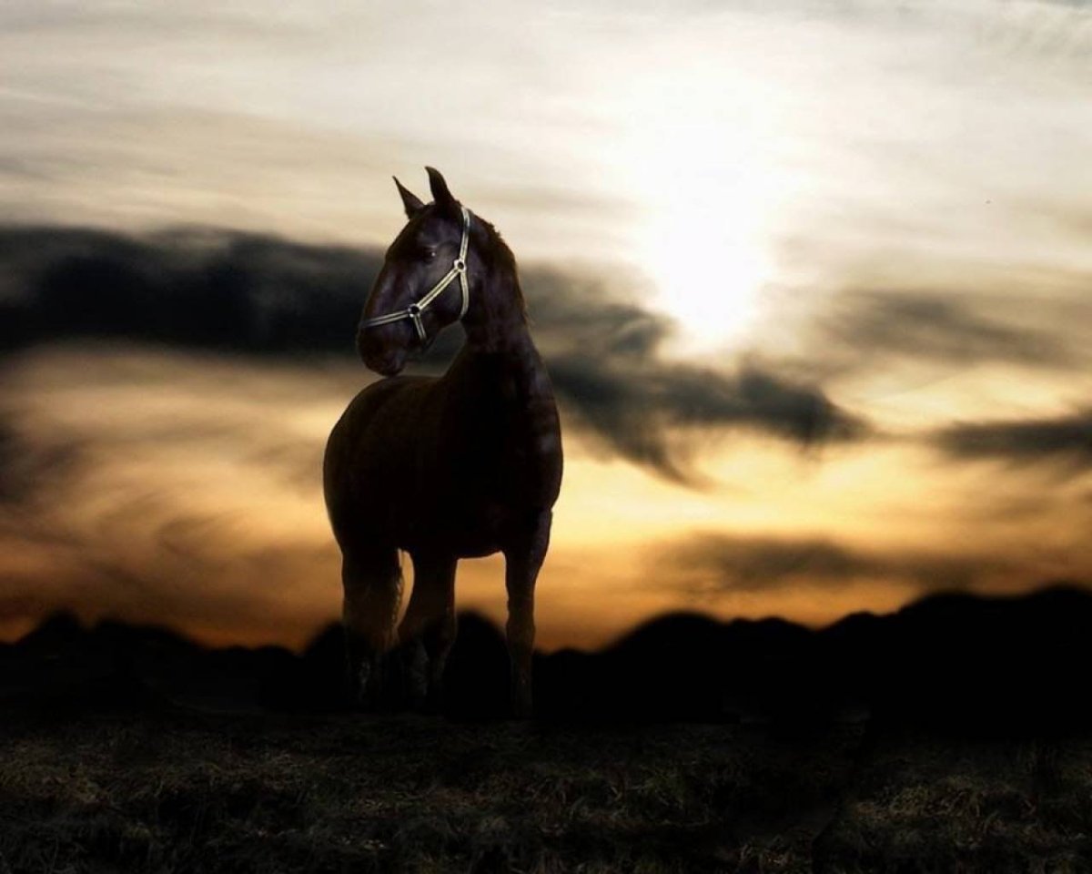 Черный конь на закате