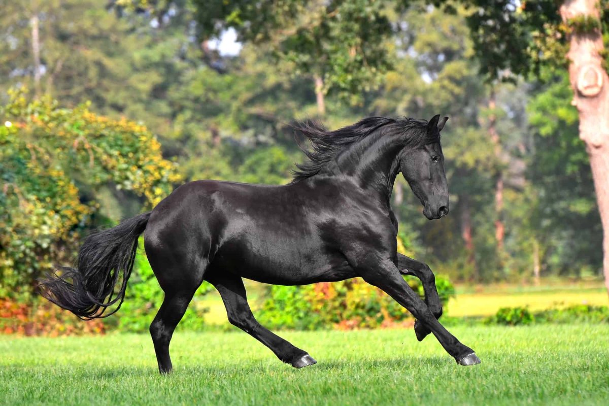 Friesian Sporthorse