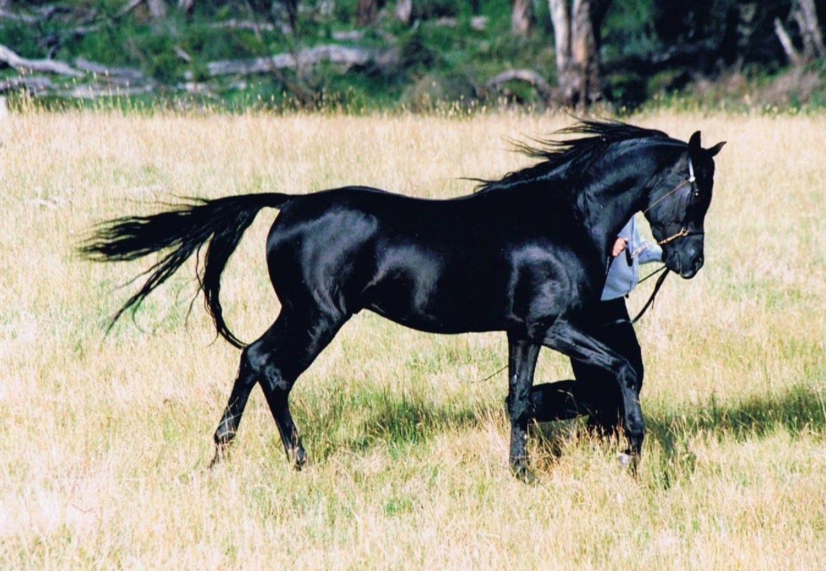 Арабская лошадь вороной масти