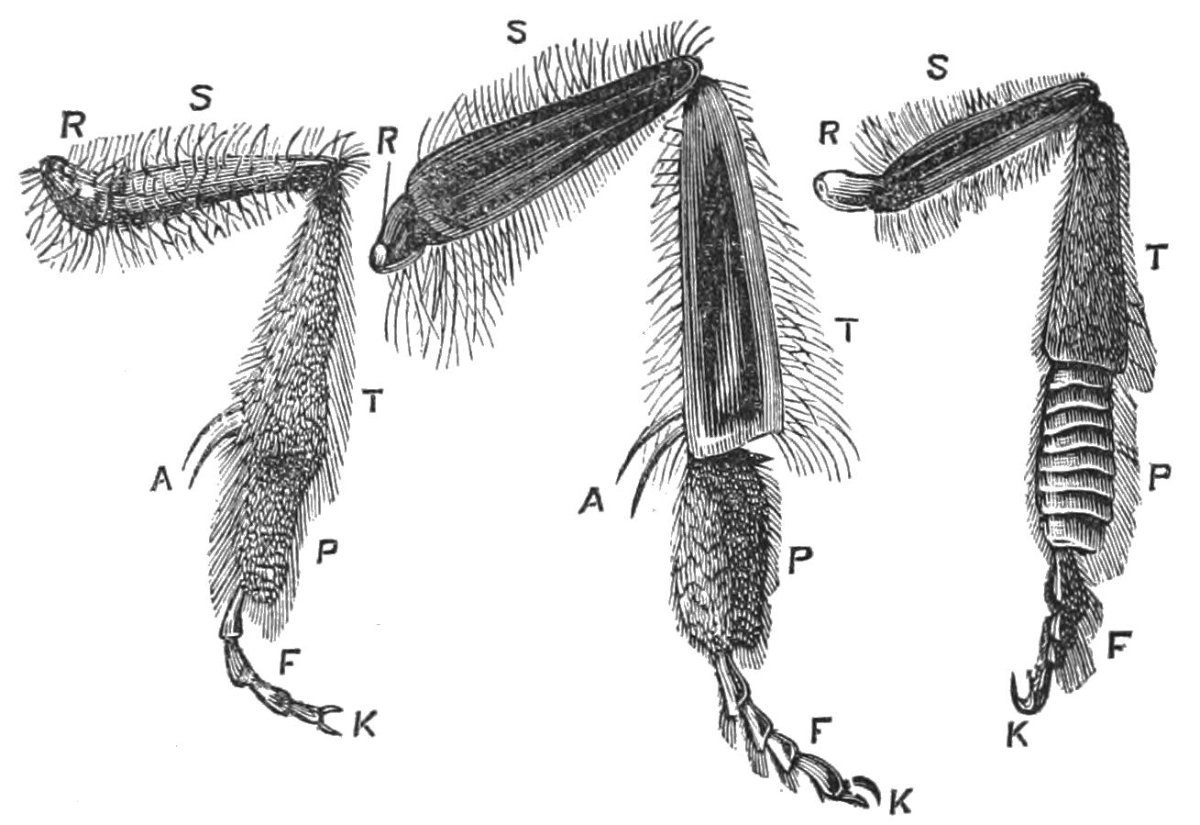 Конечности пчелы медоносной
