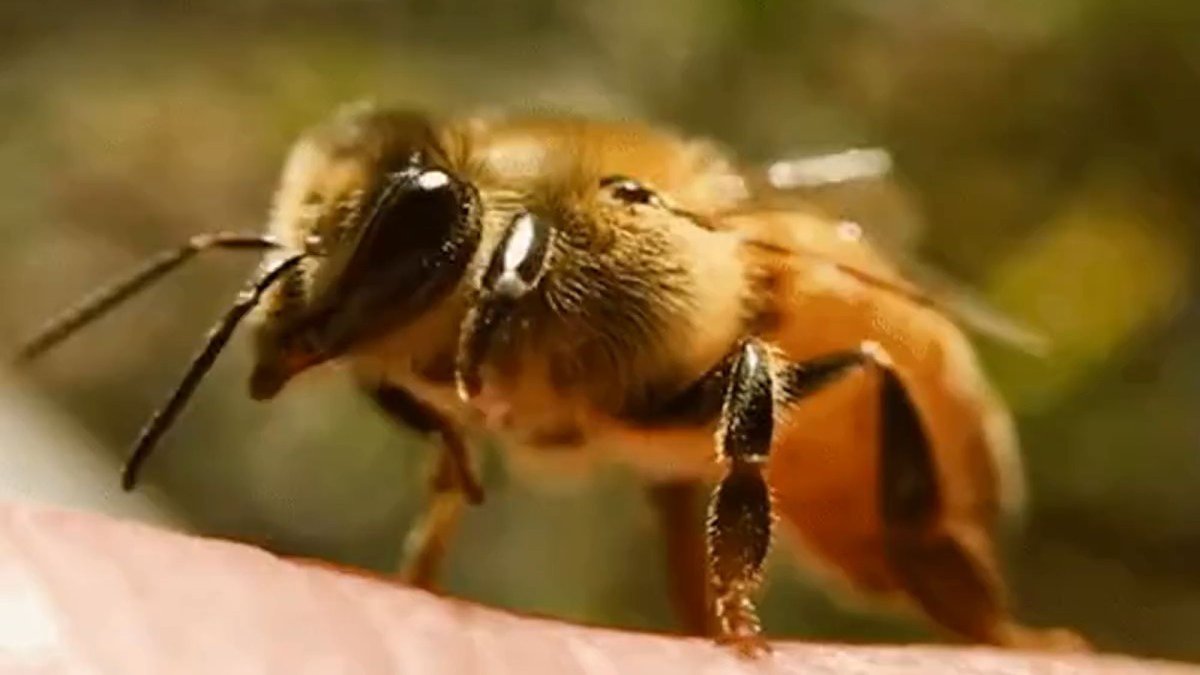 Среднерусская пчела фото крупным планом