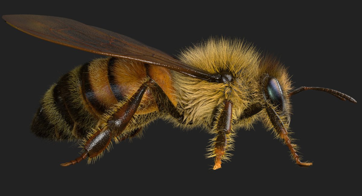 Щеточки у пчелы