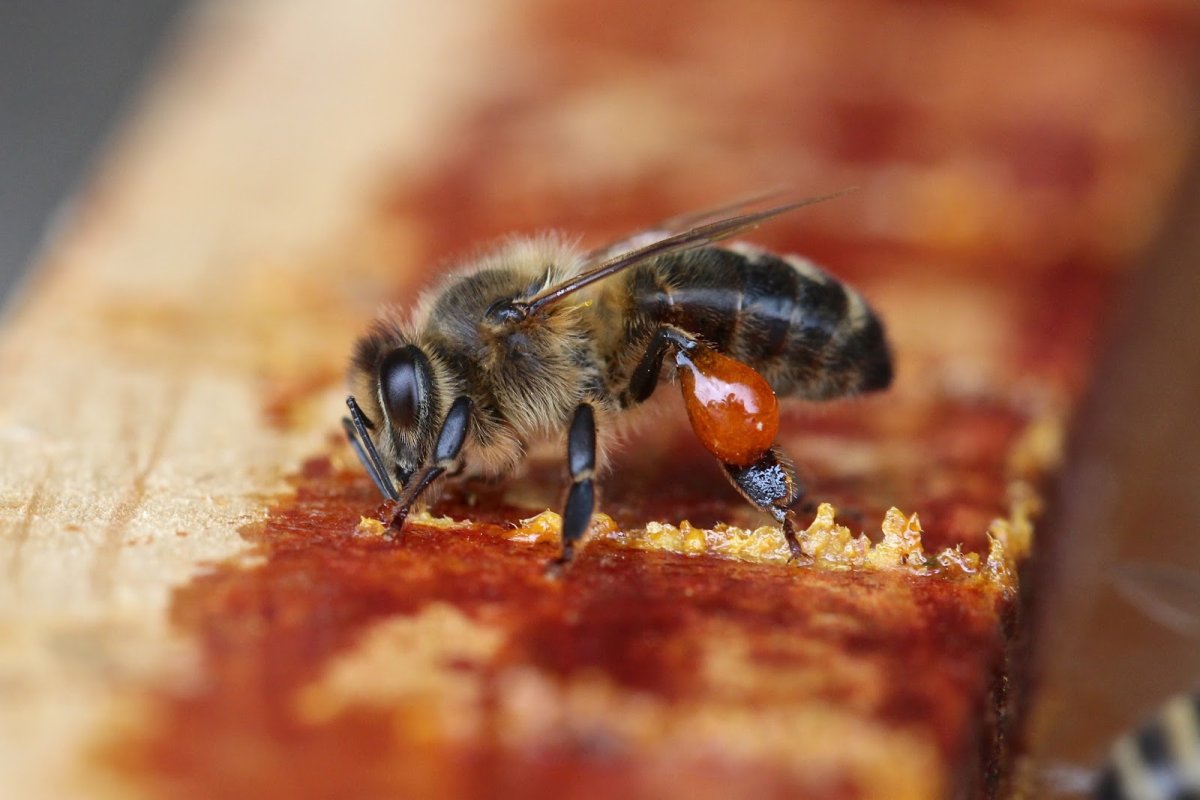 Пчела собирает прополис