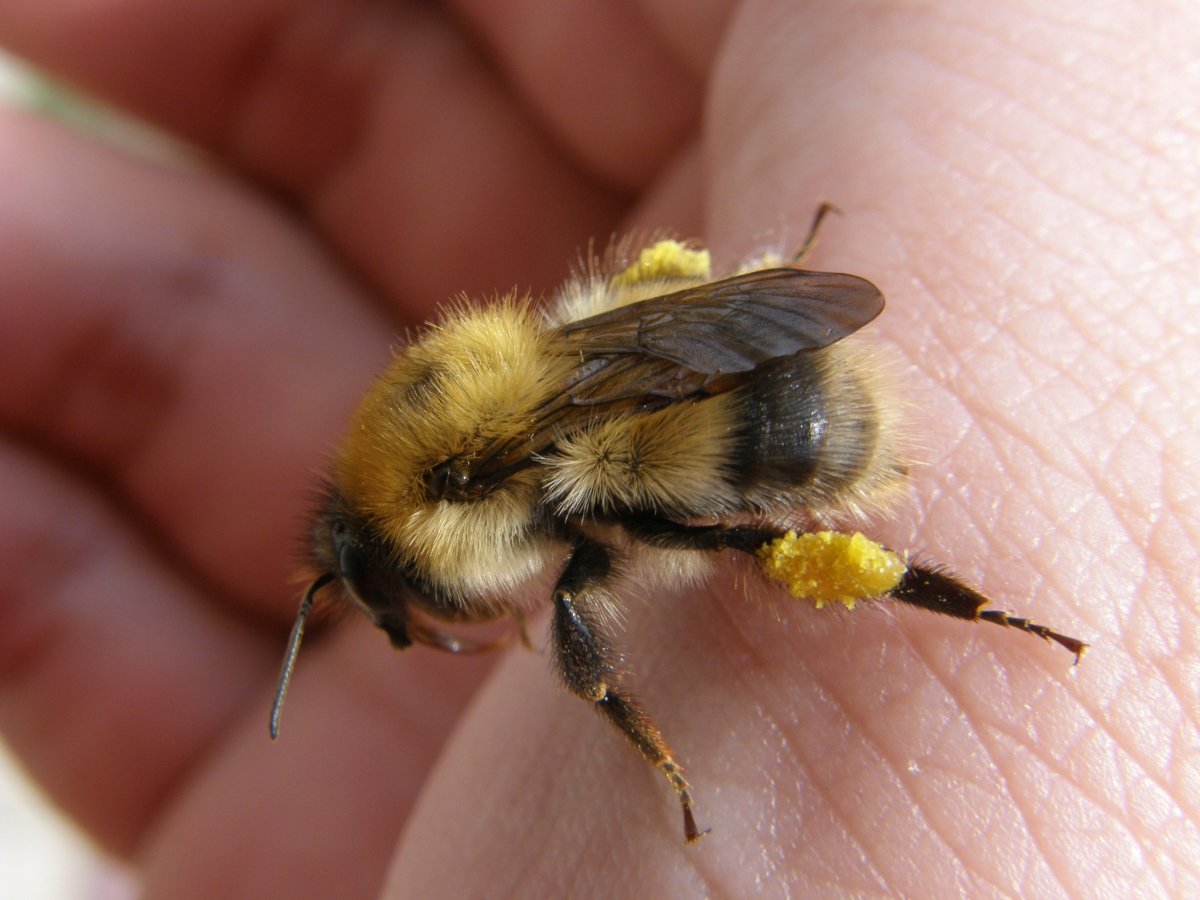Шмель модестус — Bombus Modestus