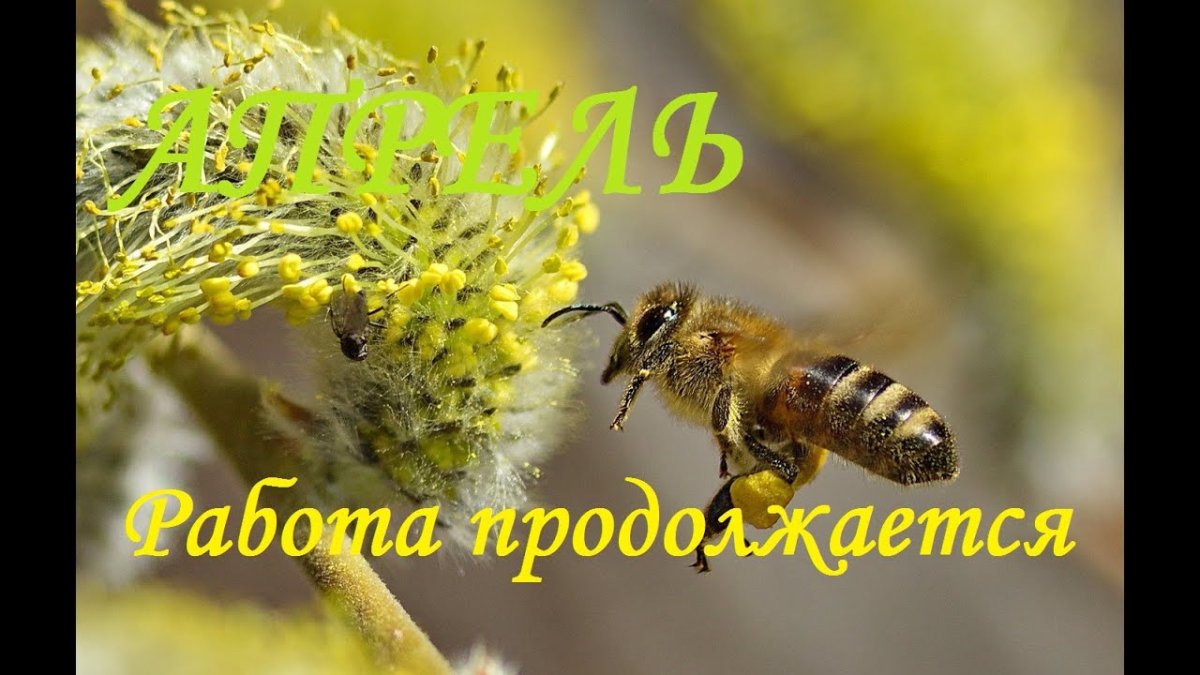 Первые пчелы