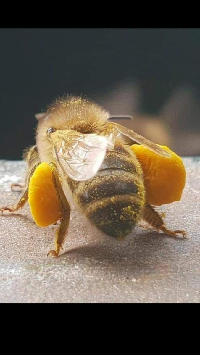 Пчела с пыльцой на лапках