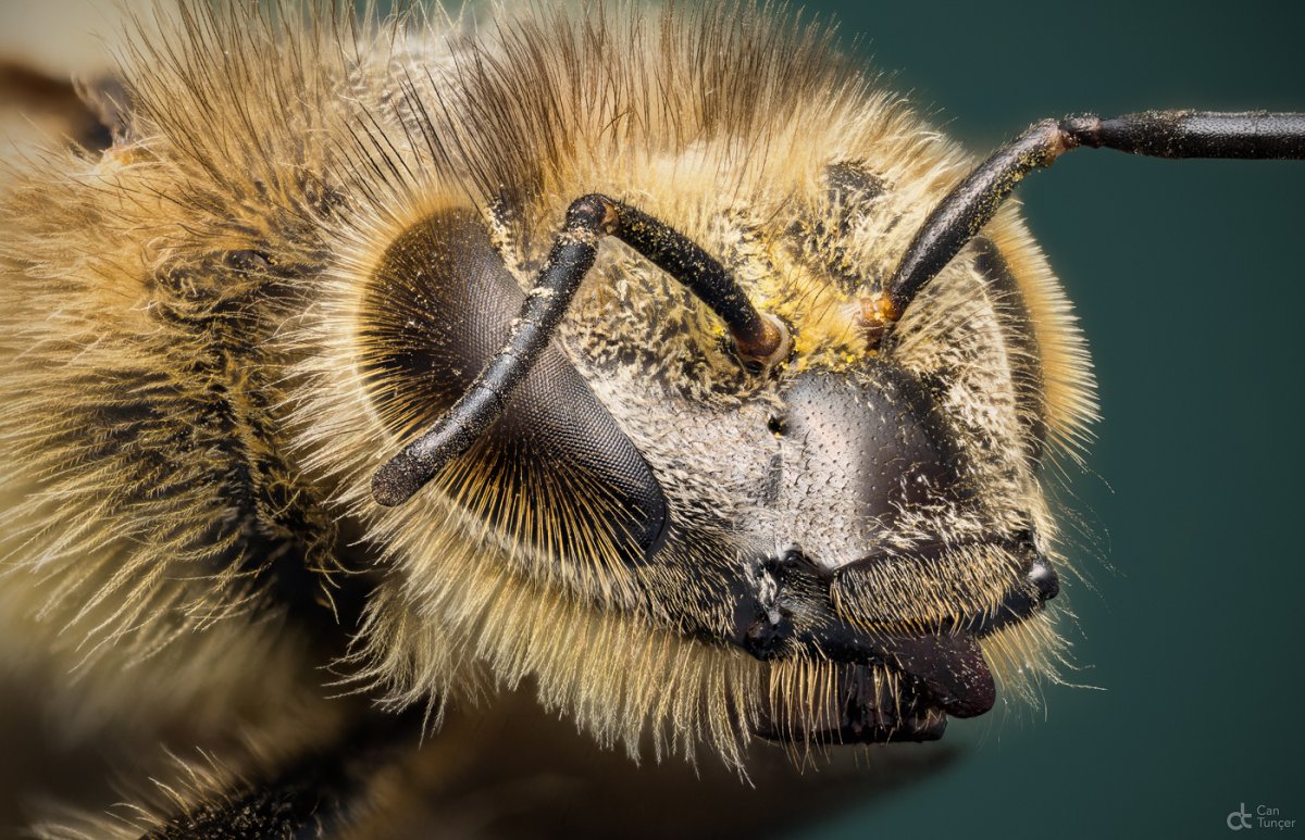 Глаза пчелы