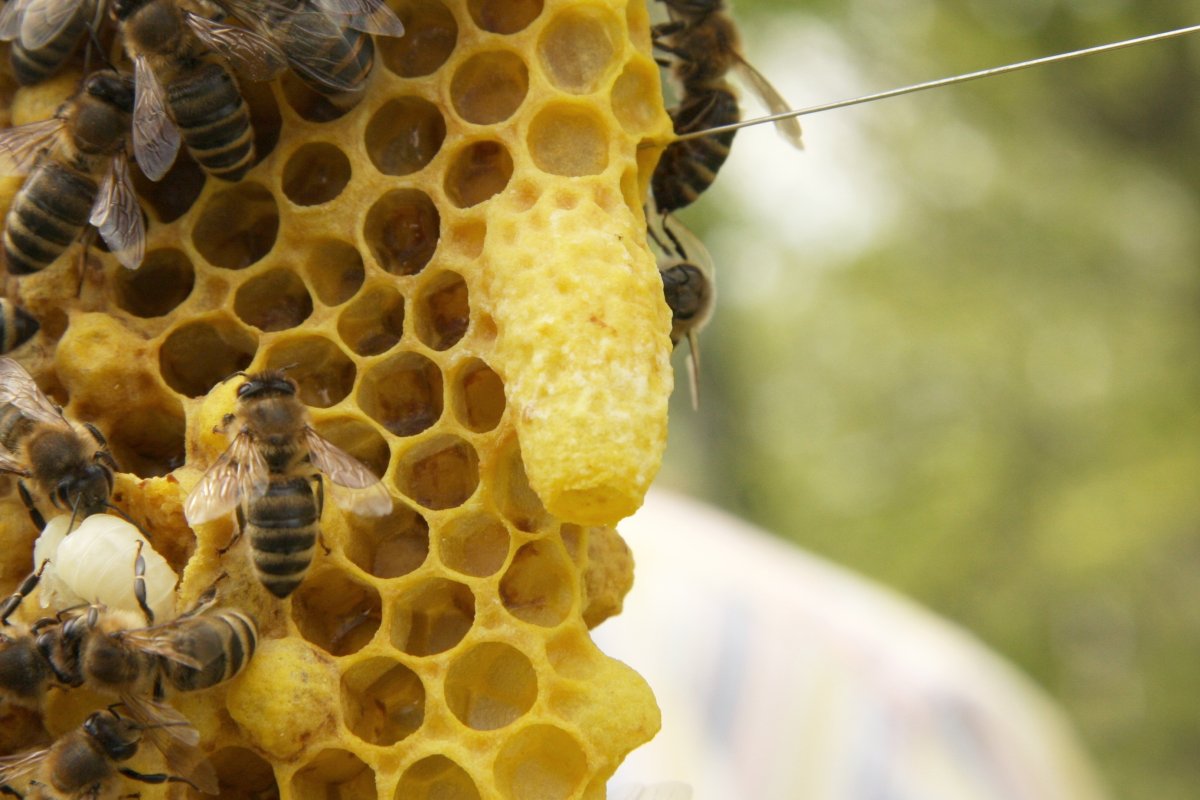 Болезни пчел мешотчатый расплод