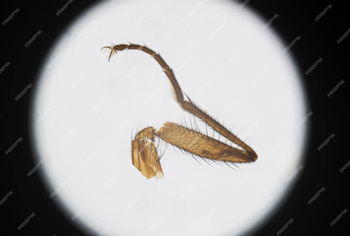 Конечность пчелы под микроскопом