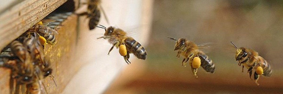 Пчелы залетают в улей