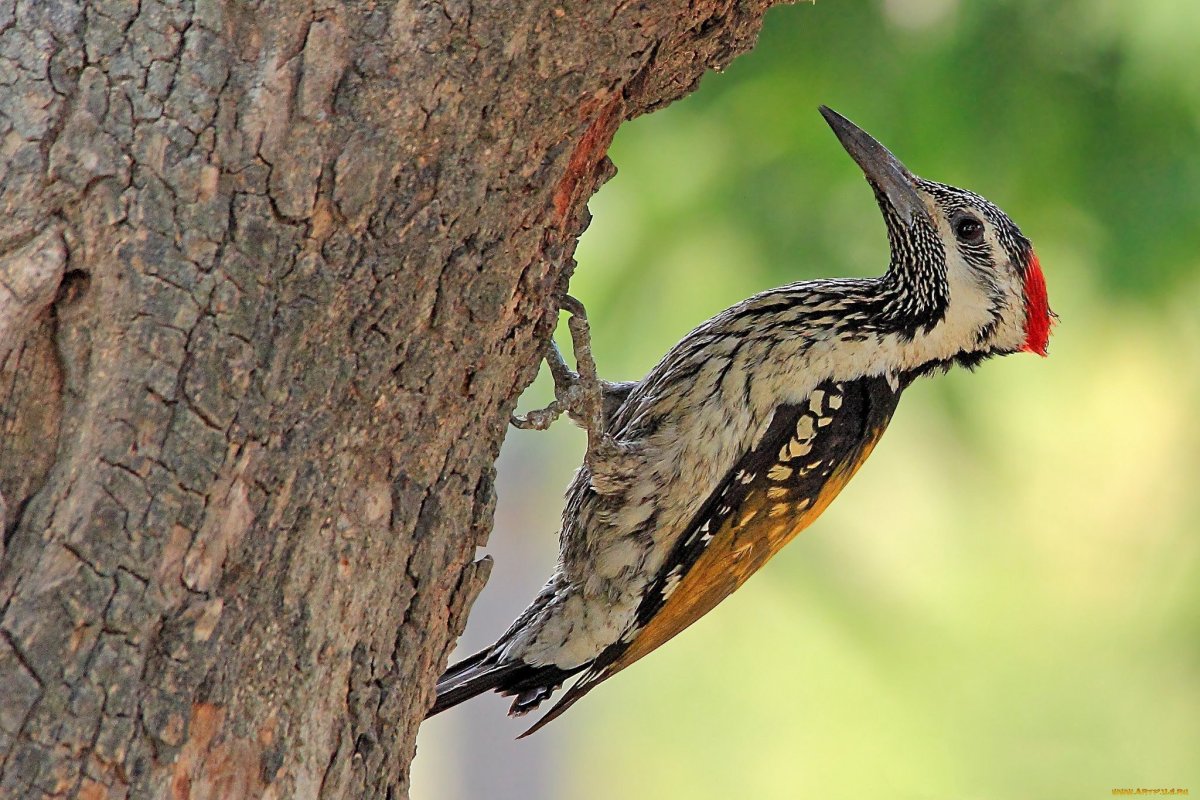 Желтогрудый дятел