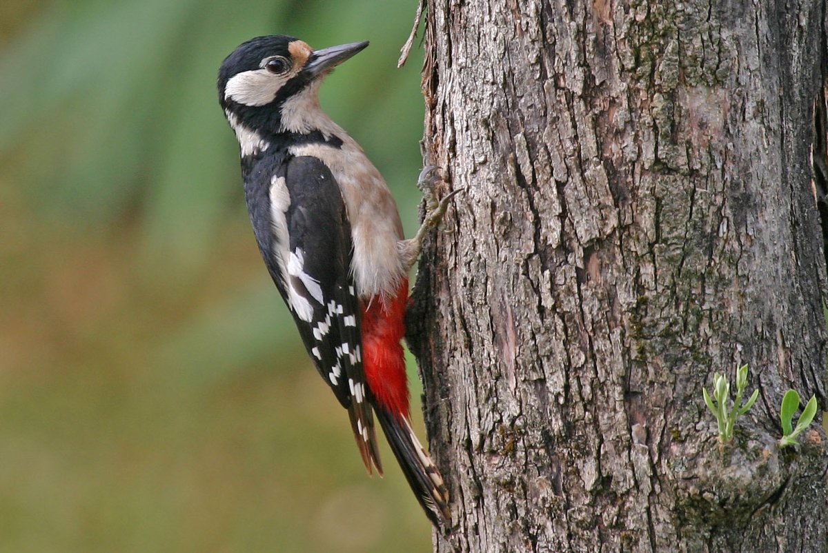 Пестрый дятел самка