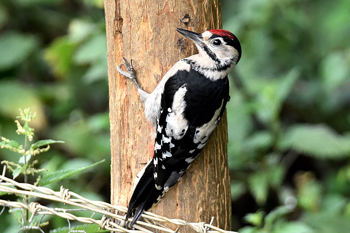 Краснохвостый дятел