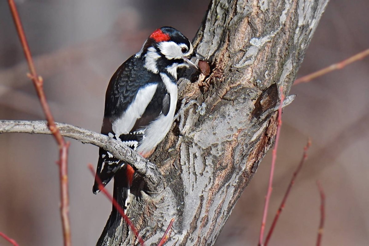 Большой пёстрый дятел Dendrocopos Major