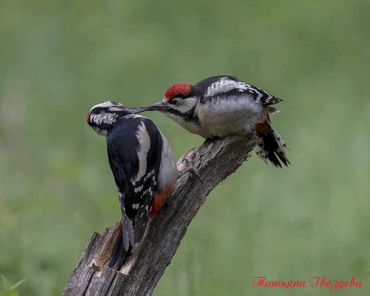 Птенцы большого пёстрого дятла Дятлов