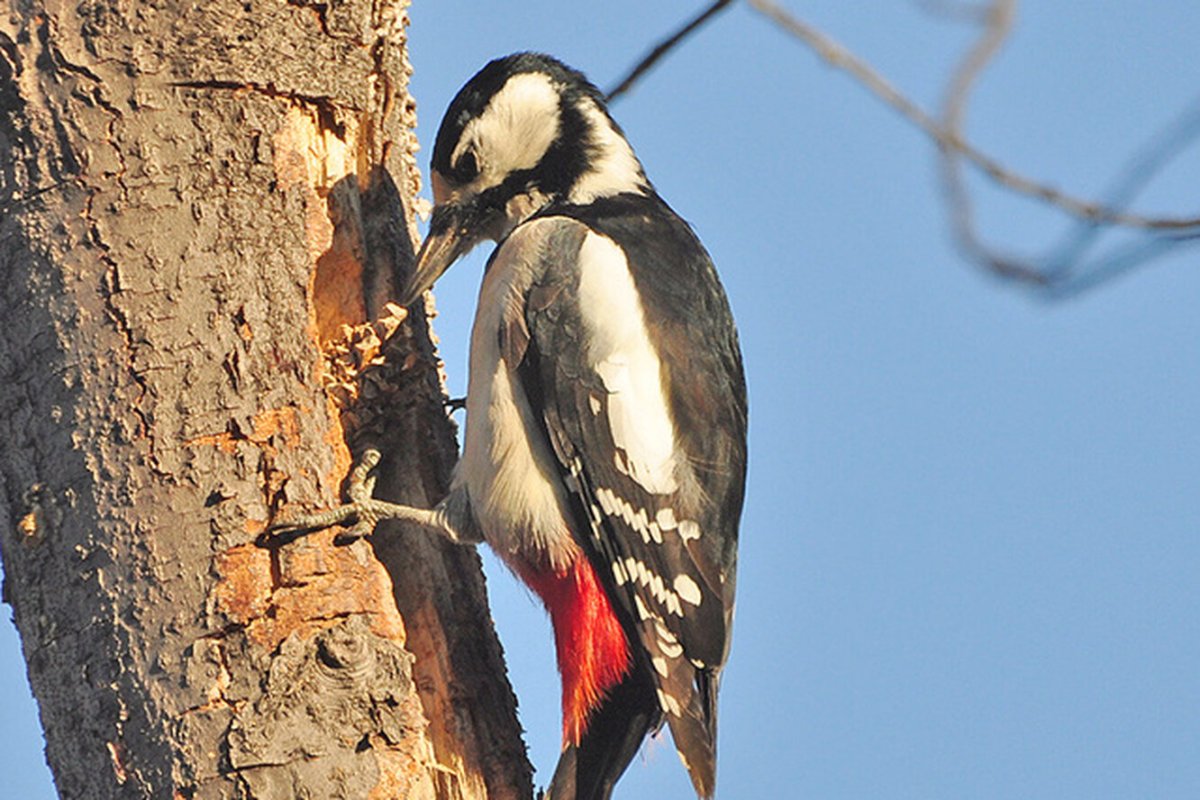 Краснохвостый дятел
