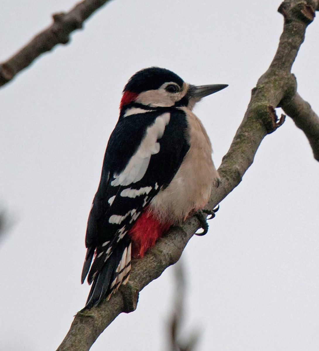 Большой пестрый дятел самец