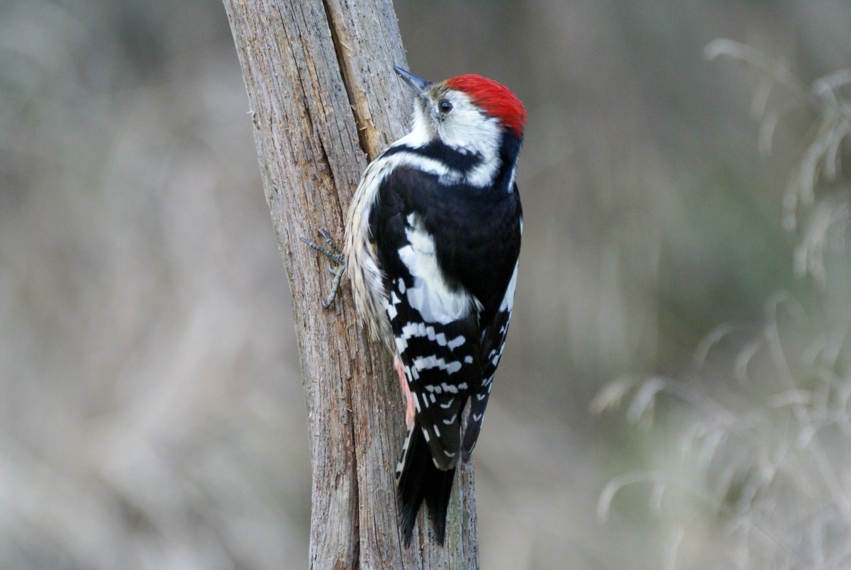 Средний дятел (Dendrocopos Medius)