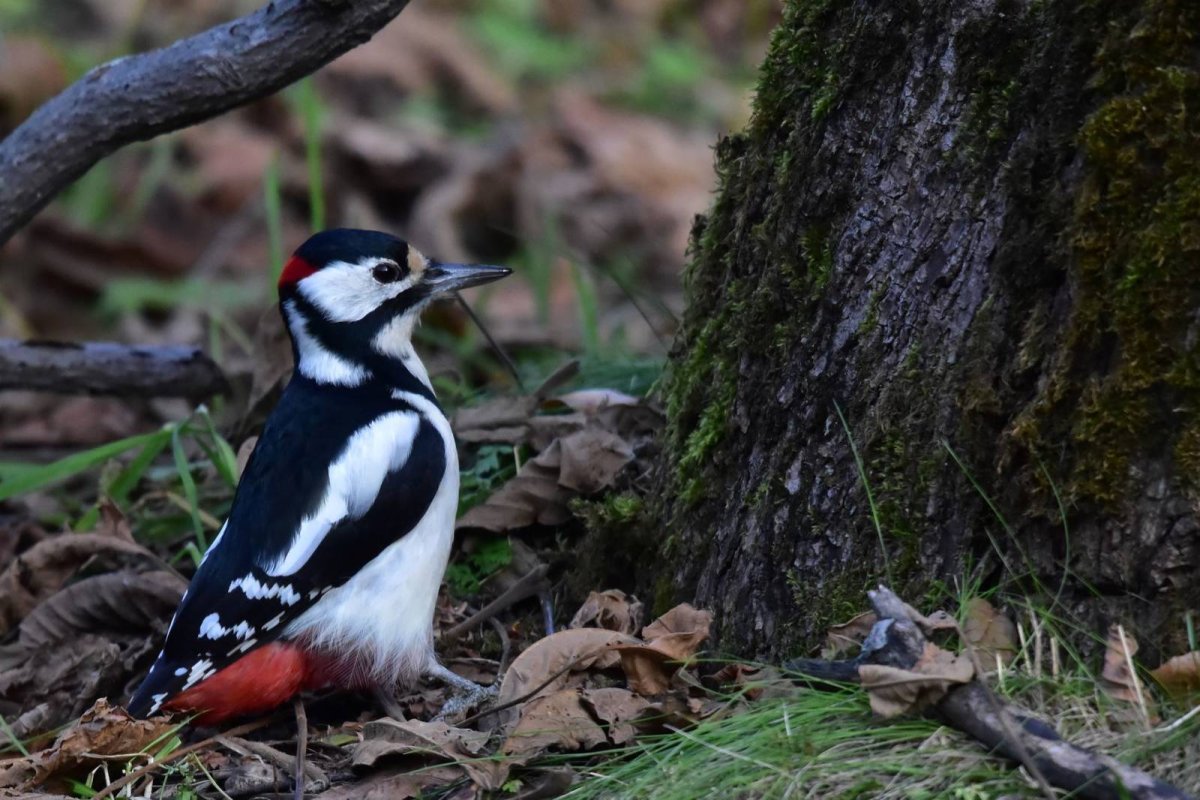 Большо́й пёстрый дя́тел Dendrocopos Major