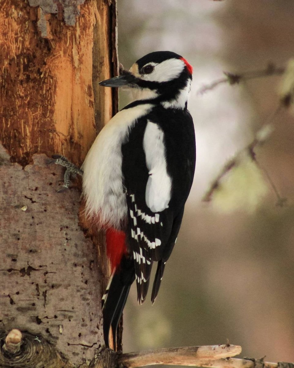 Средний пестрый дятел самка