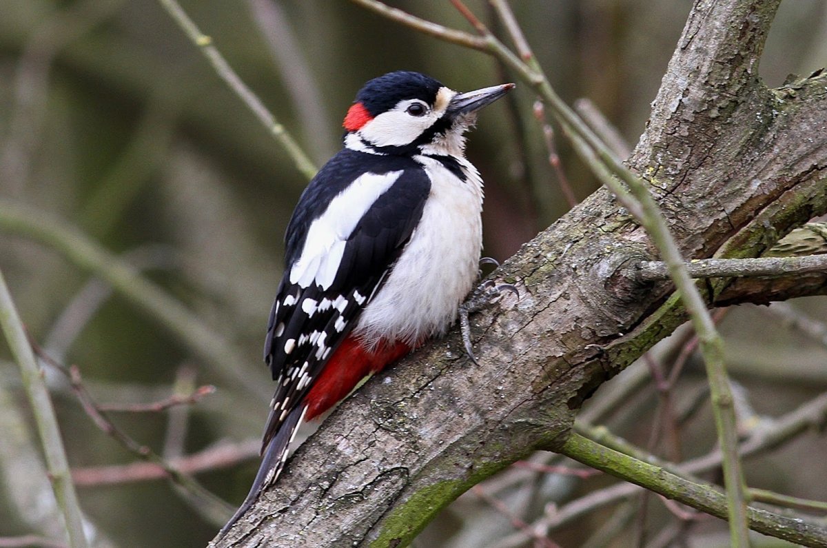Дятел в Ленинградской области