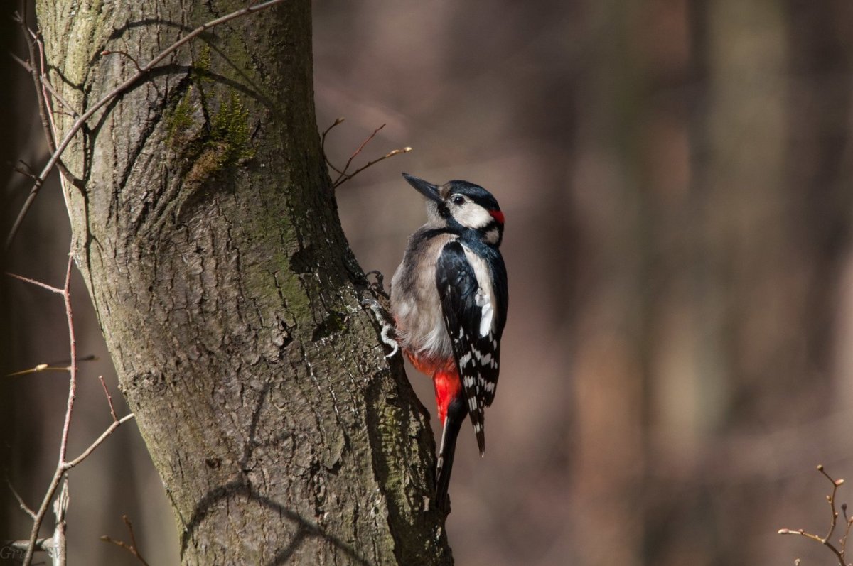 Дятел красивый