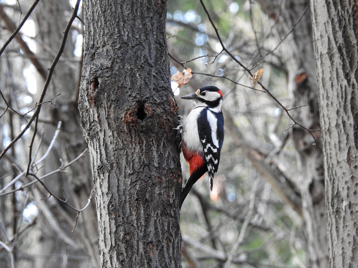 Краснохвостый дятел